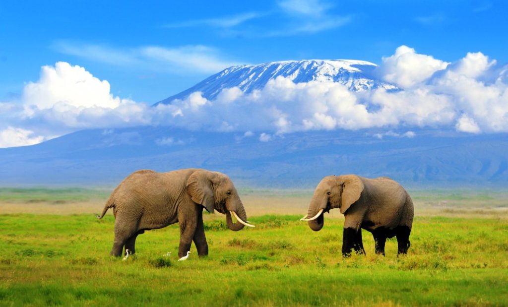 2-Day Amboseli Safari From Nairobi