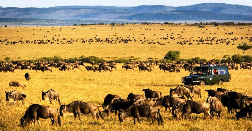6-Day Masai Mara Lake Nakuru and Amboseli Safari From Nairobi