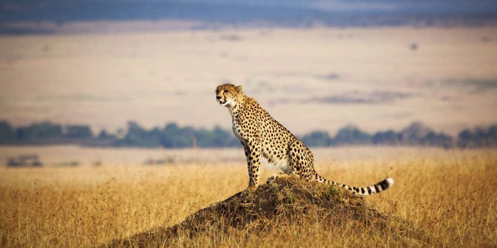 2-Day Masai Mara Short Safari From Nairobi