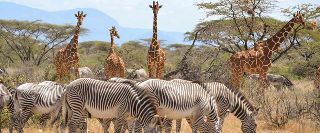 7-Day Samburu Ol Pejeta Lake Nakuru and Naivasha Safari From Nairobi