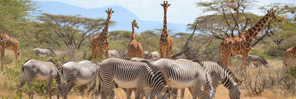 4-Day Private Masai Mara Safari From Nairobi