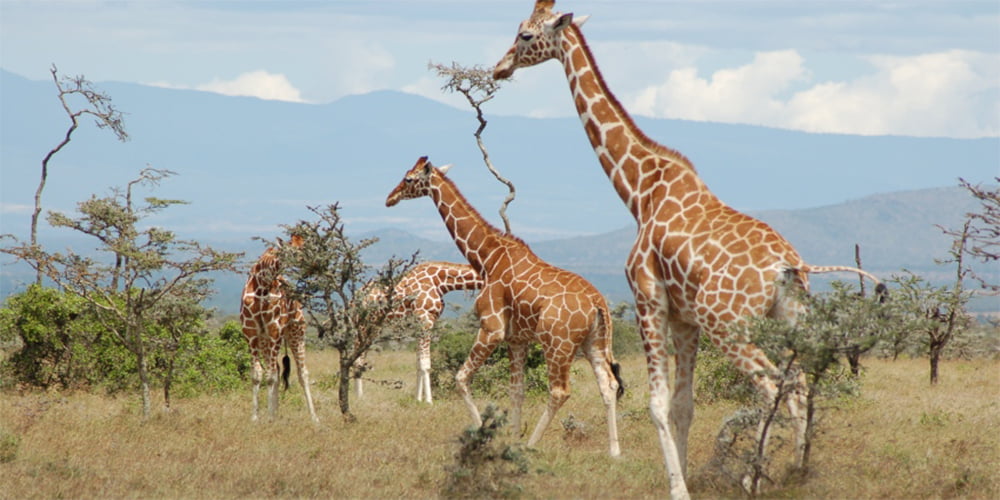 3-Day Samburu Safari From Nairobi