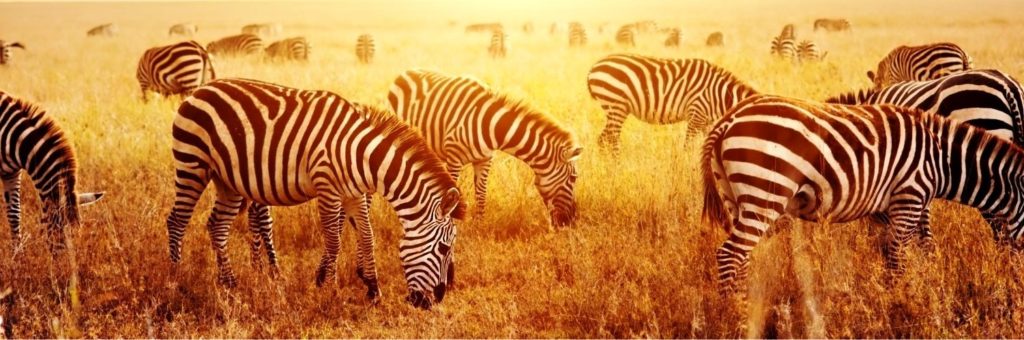 1-Day Tsavo East Safari From Diani Beach