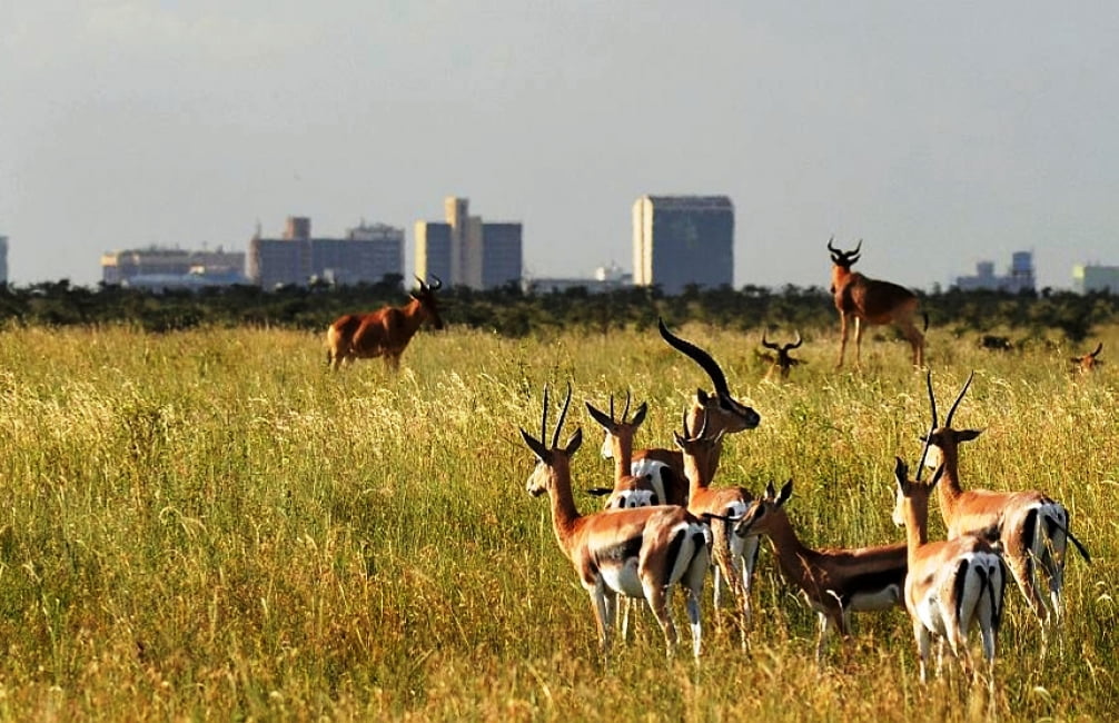 3-Day Ol Pejeta and Lake Nakuru Safari From Nairobi