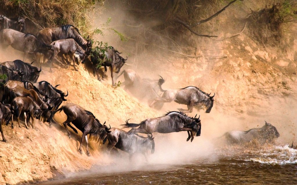 5-Day Masai Mara and Lake Naivasha Safari From Nairobi