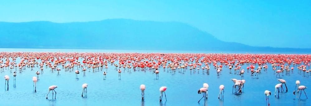 4-Day Lake Nakuru Lake Naivasha and Ol Pejeta Safari From Nairobi