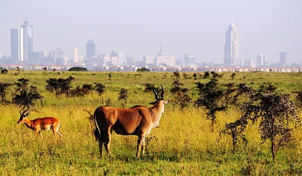 5-Day Ol Pejeta Lake Nakuru and Masai Mara Safari From Nairobi