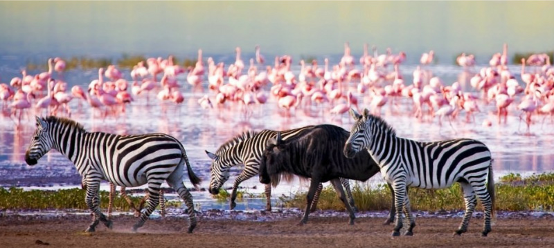 6-Day Samburu Ol Pejeta and Lake Nakuru Safari From Nairobi