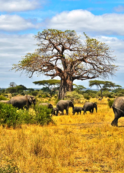 Kenya Safaris Mount Kenya Wildlife
