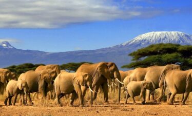 Kenya Expeditions Mount Kenya Climbing Kenya Safaris Tours