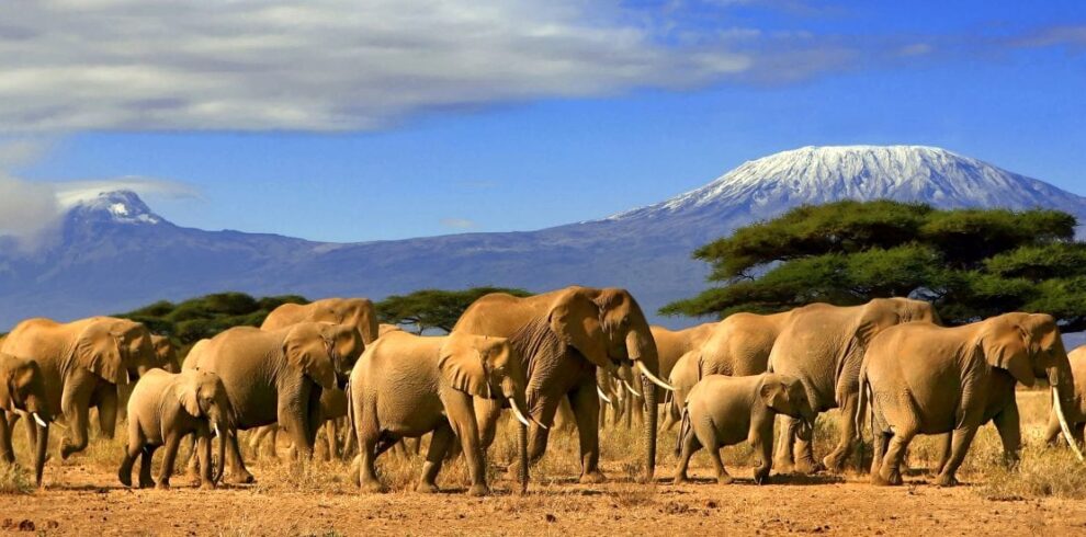 Kenya Expeditions Mount Kenya Climbing Kenya Safaris Tours