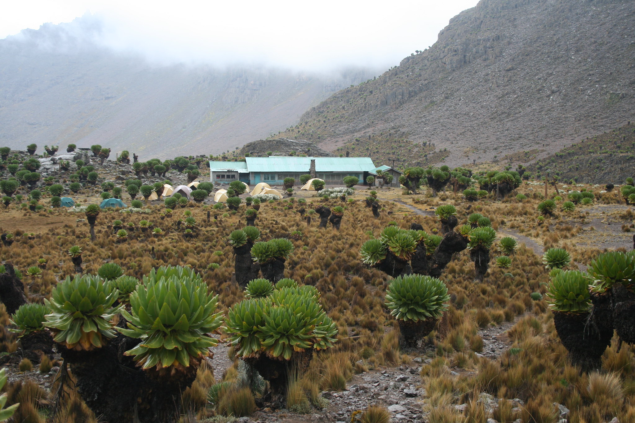 Shiptons Camp Mount Kenya high altitude trekking camp Kenya