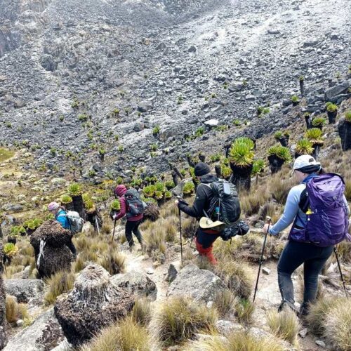 6-Day Mount Kenya Trekking via Timau to Sirimon