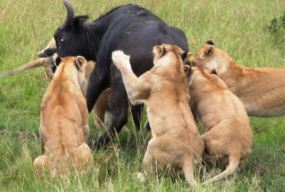 12-Day Kenya Safari From Nairobi – Samburu, Masai Mara, Amboseli & Tsavo