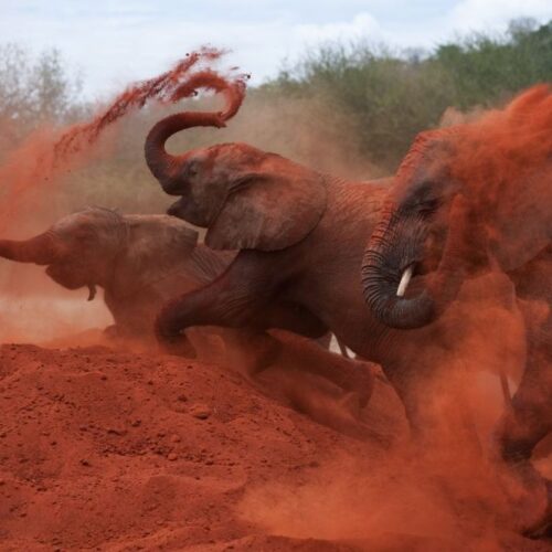 2-Day Tsavo East Safari From Mombasa