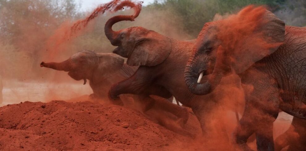 2-Day Tsavo East Safari From Mombasa