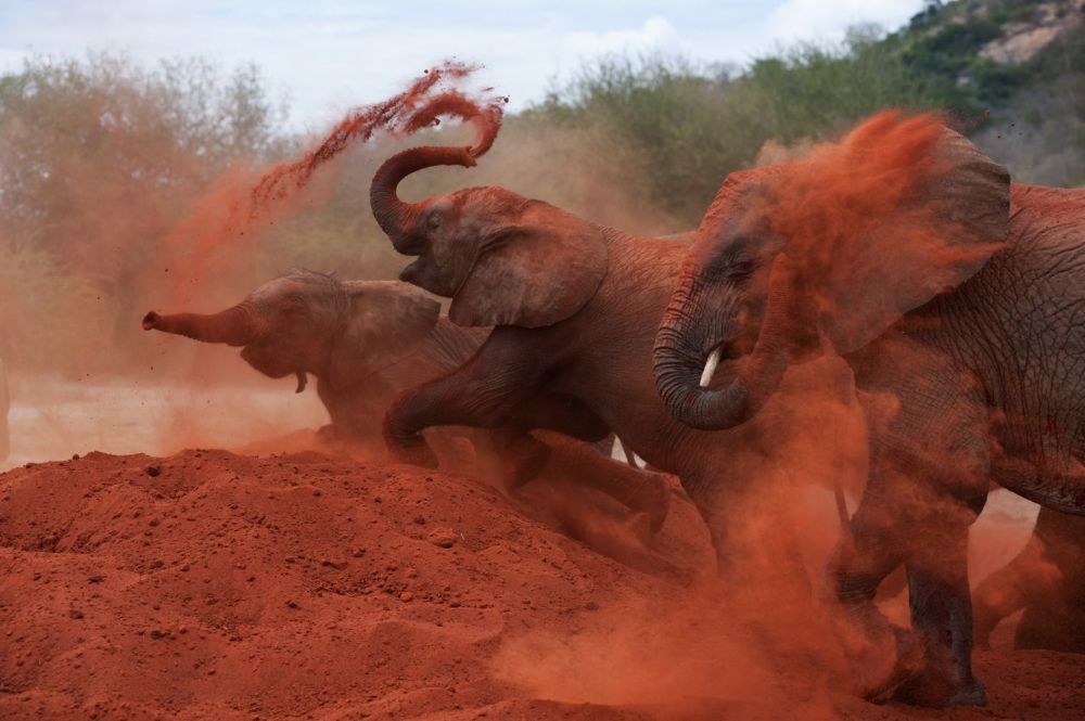 2-Day Tsavo East Safari From Mombasa