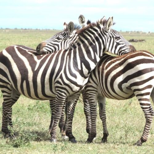 3-Day Amboseli and Tsavo East Safari From Diani Beach