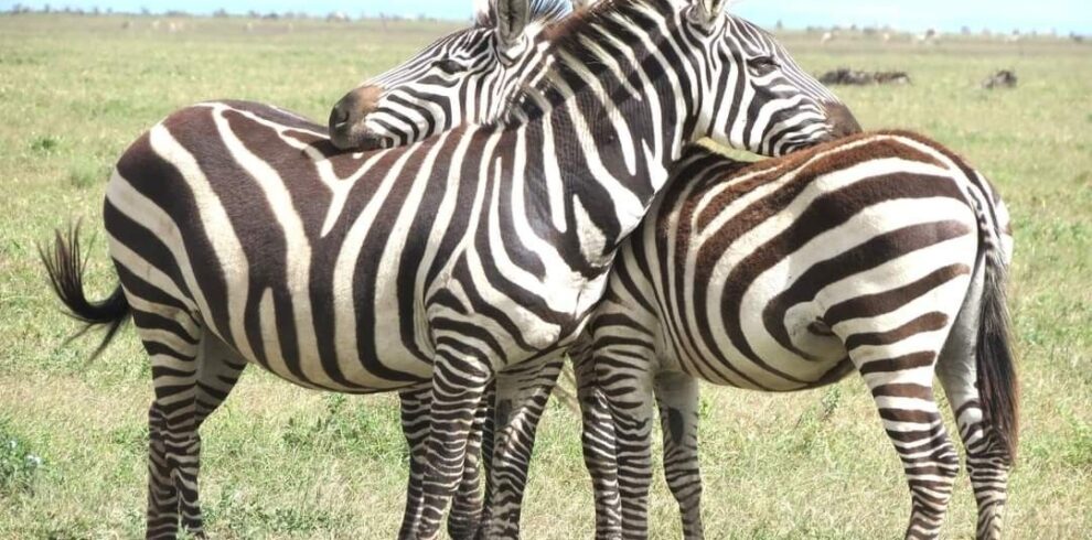 3-Day Amboseli and Tsavo East Safari From Diani Beach