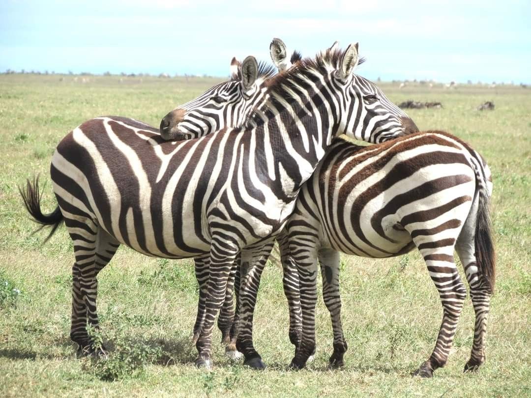 3-Day Amboseli and Tsavo East Safari From Diani Beach