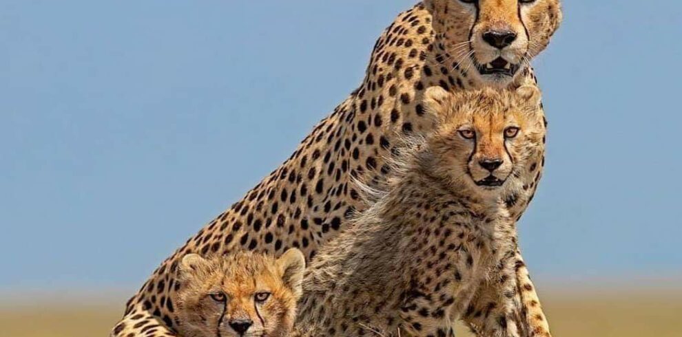 3-Day Amboseli and Tsavo East Safari From Mombasa