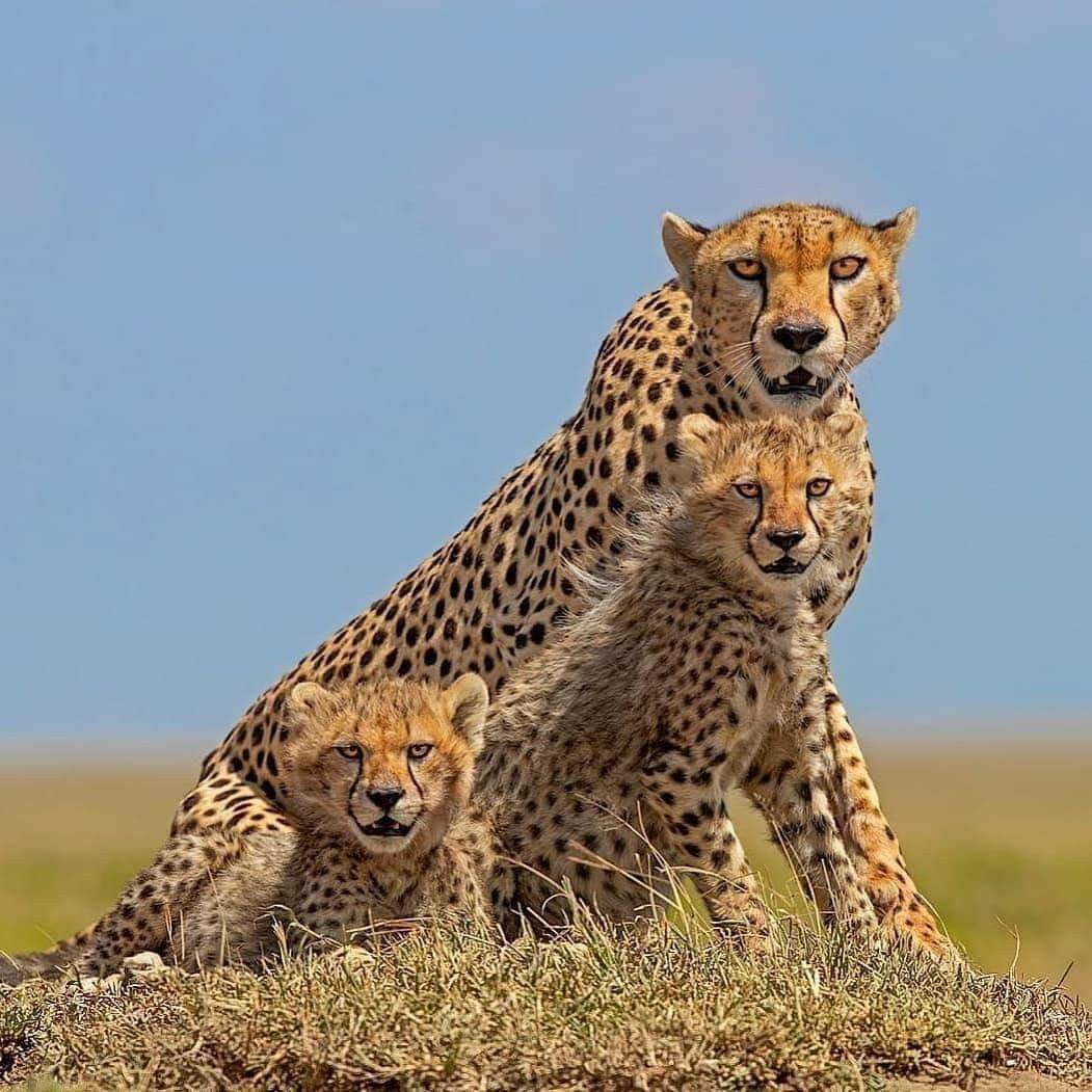 3-Day Amboseli and Tsavo East Safari From Mombasa