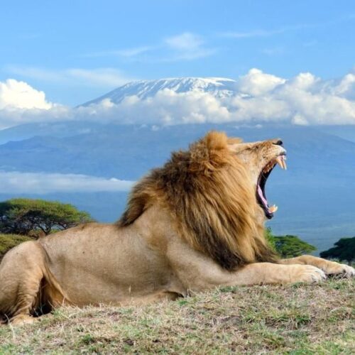 3-Day Amboseli Safari From Nairobi