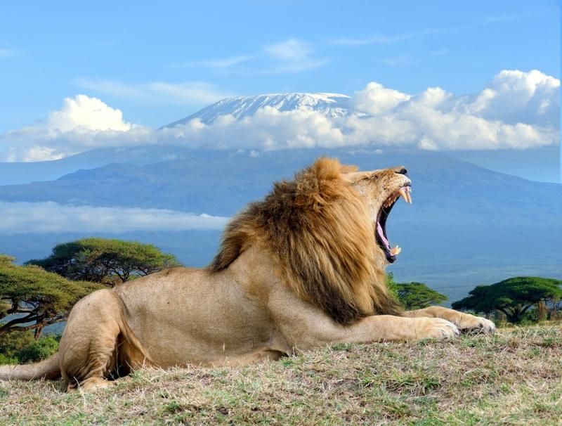 3-Day Amboseli Safari From Nairobi