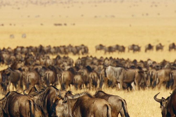 3-Day Masai Mara Wildebeest Migration Safari From Nairobi