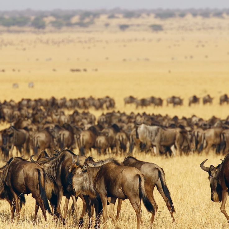 3-Day Masai Mara Wildebeest Migration Safari From Nairobi