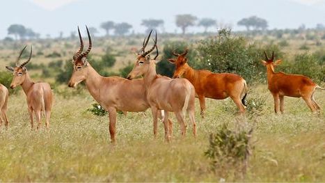 Tsavo East safari from Mombasa Kenya
