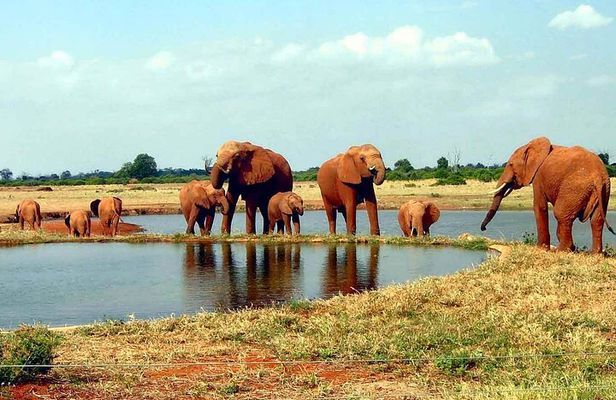 Tsavo West safari in Kenya