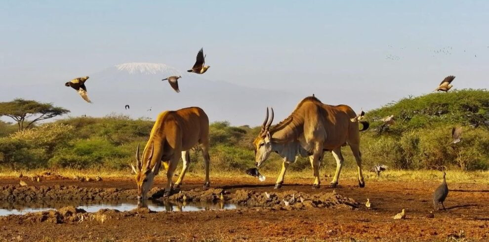 4-Day Amboseli and Tsavo West Safari From Nairobi