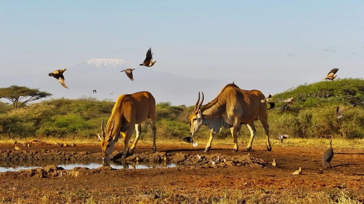 4-Day Amboseli and Tsavo West Safari From Nairobi
