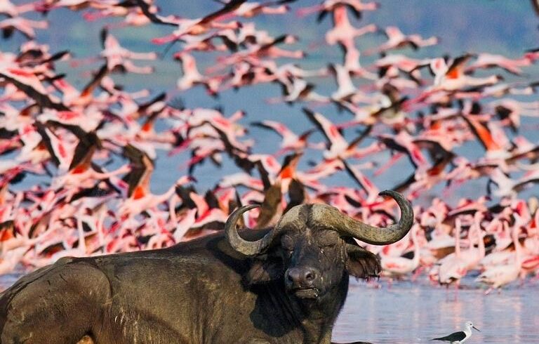 4-Day Masai Mara and Lake Nakuru Safari From Nairobi