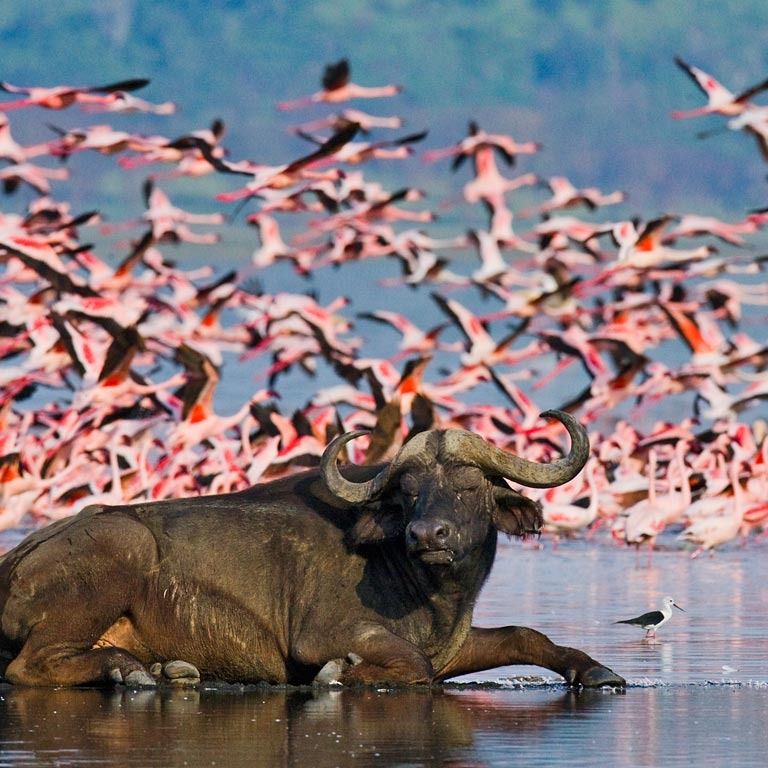 4-Day Masai Mara and Lake Nakuru Safari From Nairobi