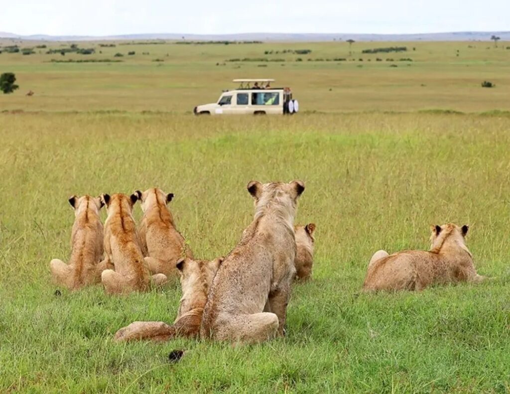 4-Day Masai Mara, Lake Nakuru & Lake Naivasha Safari From Nairobi