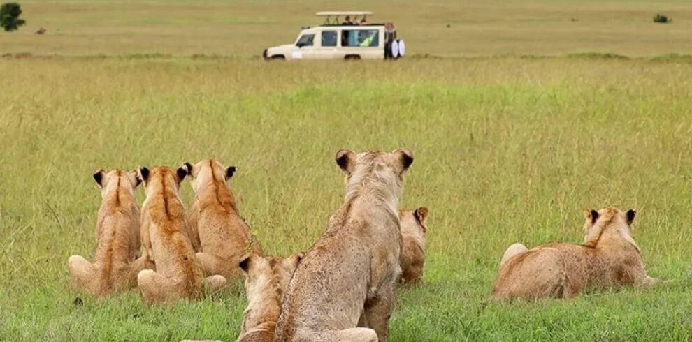 4-Day Masai Mara, Lake Nakuru & Lake Naivasha Safari From Nairobi