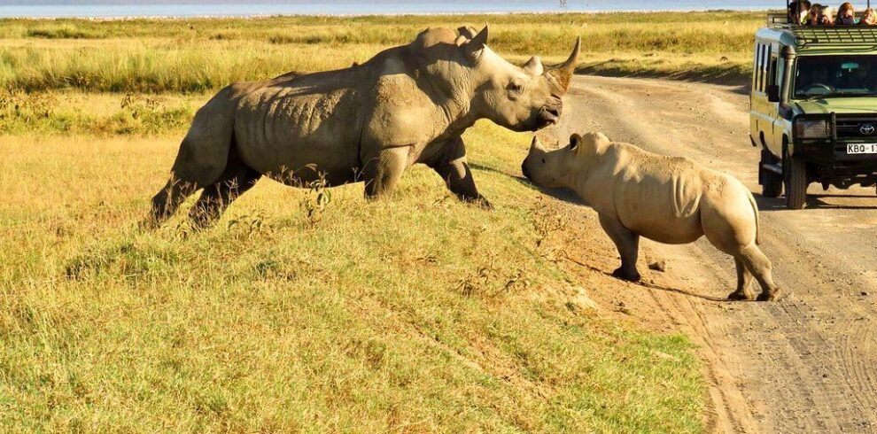 4-Day Ol Pejeta and Samburu Safari From Nairobi