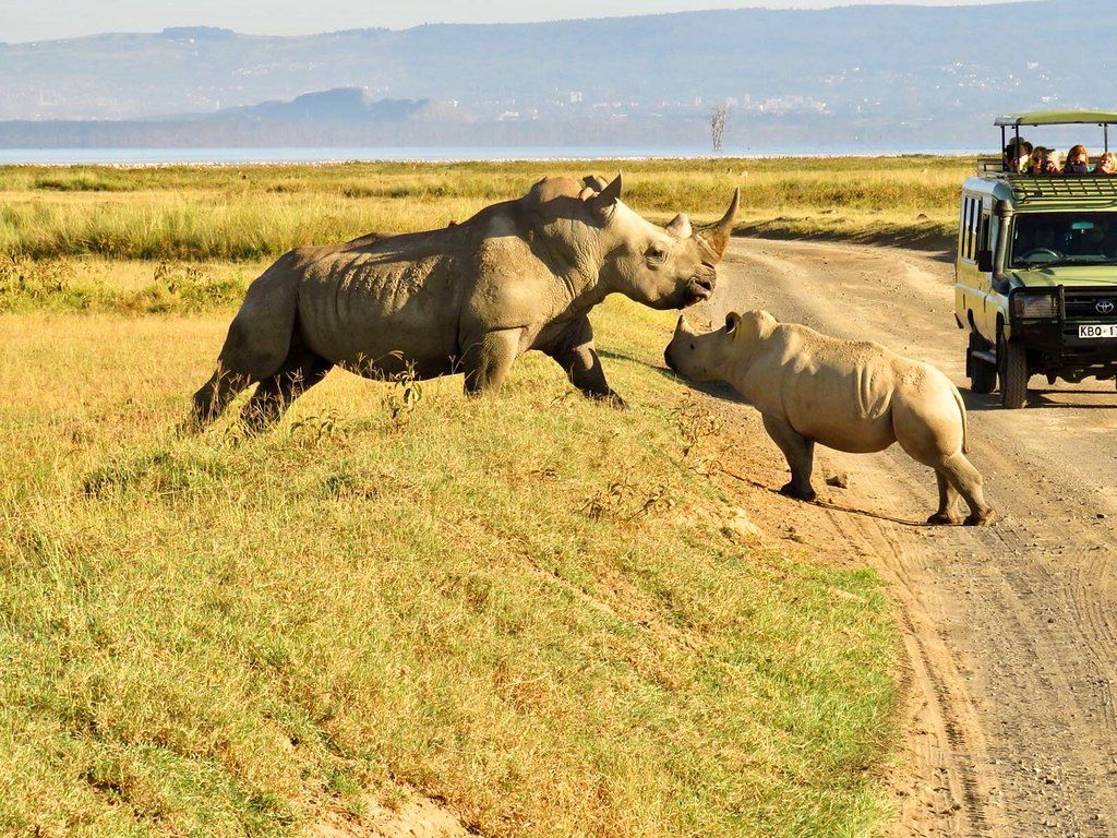4-Day Ol Pejeta and Samburu Safari From Nairobi