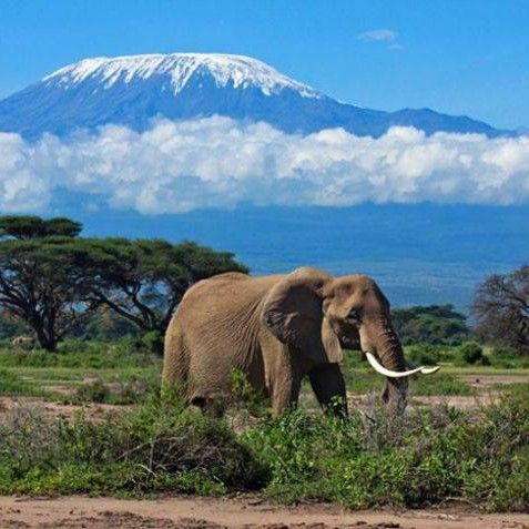 4-Day Tsavo East, Amboseli and Tsavo West Safari From Diani Beach