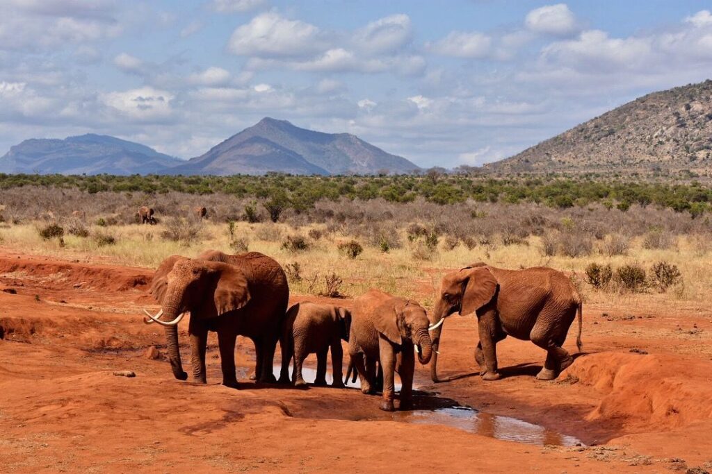 4-Day Tsavo East, Tsavo West & Amboseli Safari From Mombasa