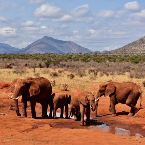 4-Day Tsavo East, Tsavo West & Amboseli Safari From Mombasa