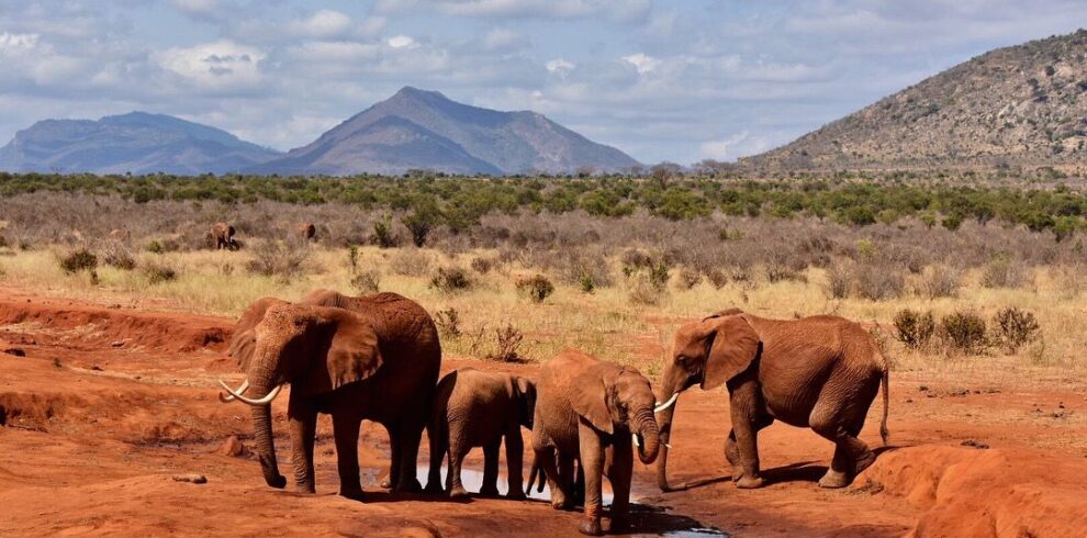 4-Day Tsavo East, Tsavo West & Amboseli Safari From Mombasa