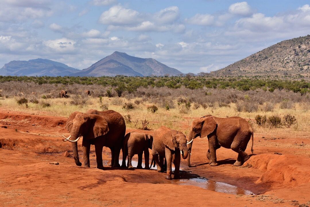 4-Day Tsavo East, Tsavo West & Amboseli Safari From Mombasa