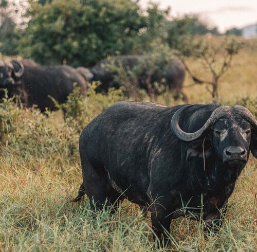 4-Day Tsavo West, Amboseli and Taita Hills Safari From Mombasa