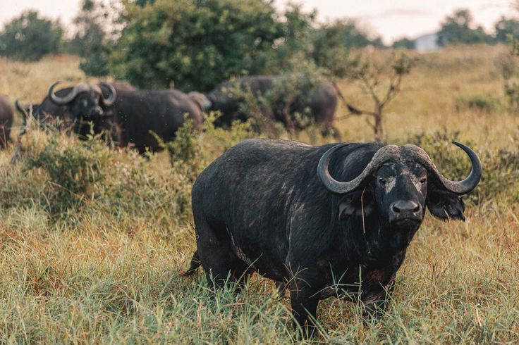4-Day Tsavo West, Amboseli and Taita Hills Safari From Mombasa