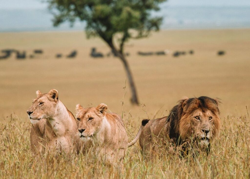 5-Day Masai Mara, Lake Naivasha & Amboseli Safari From Nairobi