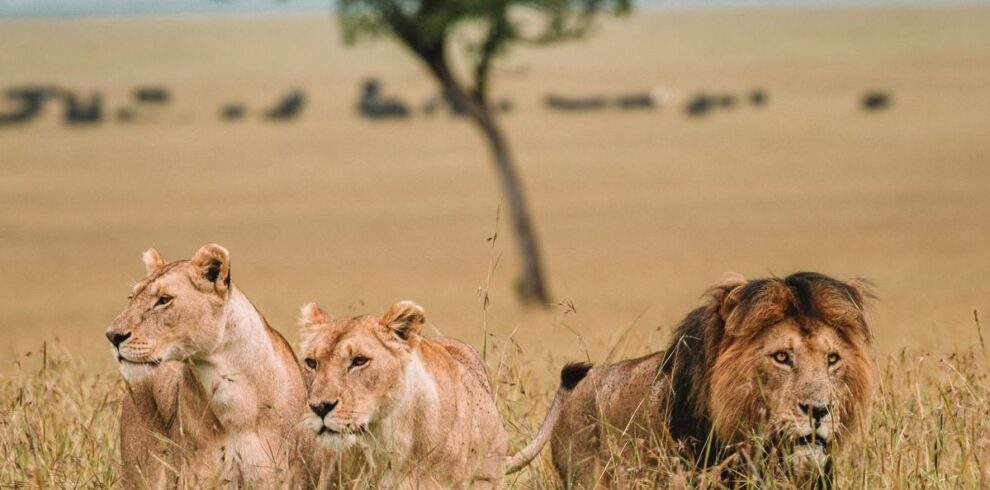 5-Day Masai Mara, Lake Naivasha & Amboseli Safari From Nairobi