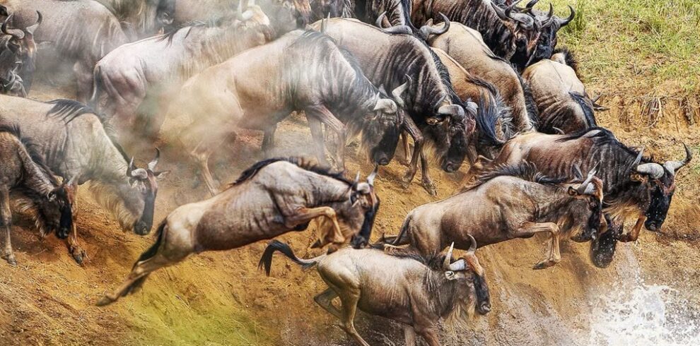 5-Day Masai Mara Wildebeest Migration Safari From Nairobi